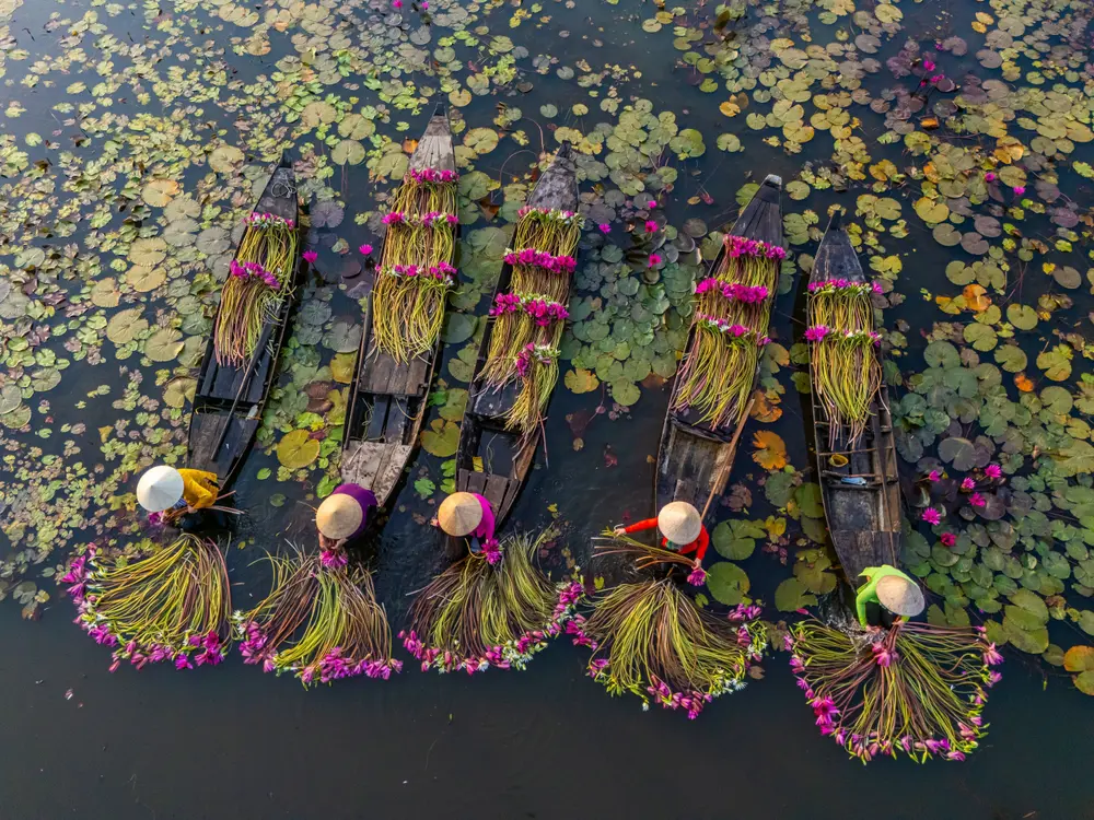 Vandlilje-høst i Mekong-deltaet i Vietnam