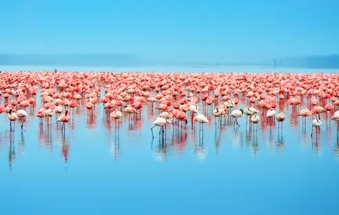 Afrika Kenya Lake Nakuru