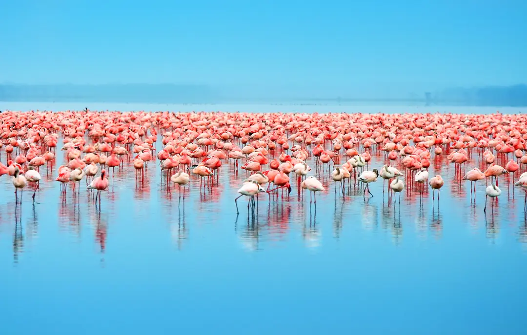 Afrika Kenya Lake Nakuru
