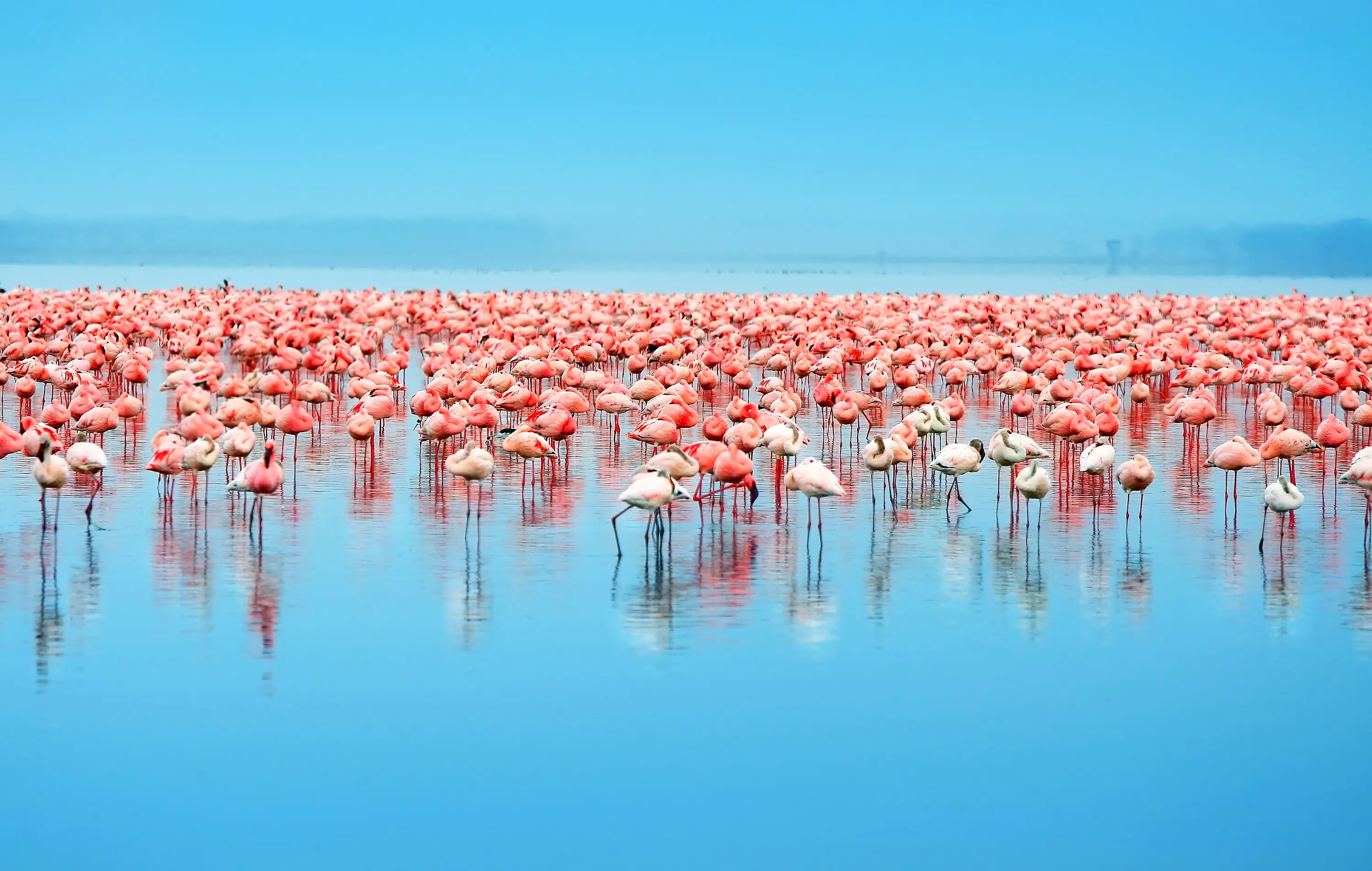 Afrika Kenya Lake Nakuru