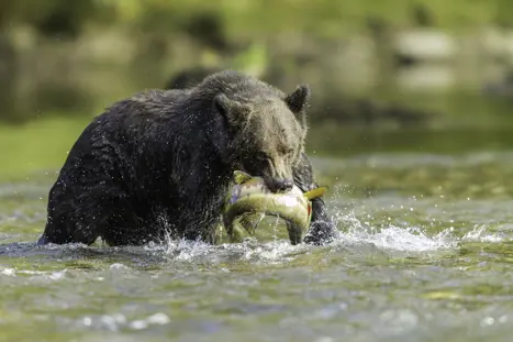 Canada British Columbia Great Bea Lodge