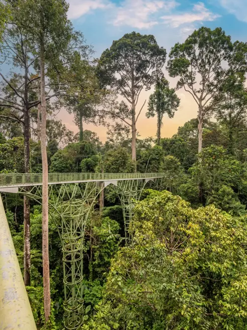 Sepilok-orangutangcenter på Borneo