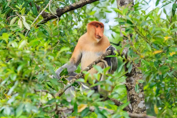 Borneo næseabe