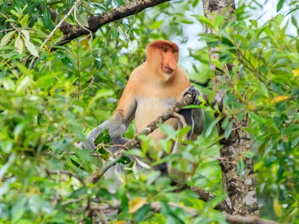 Borneo næseabe