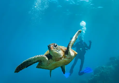 Australien Coral Bay Diving Turtle