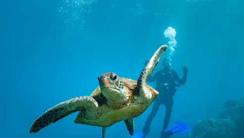 Australien Coral Bay Diving Turtle