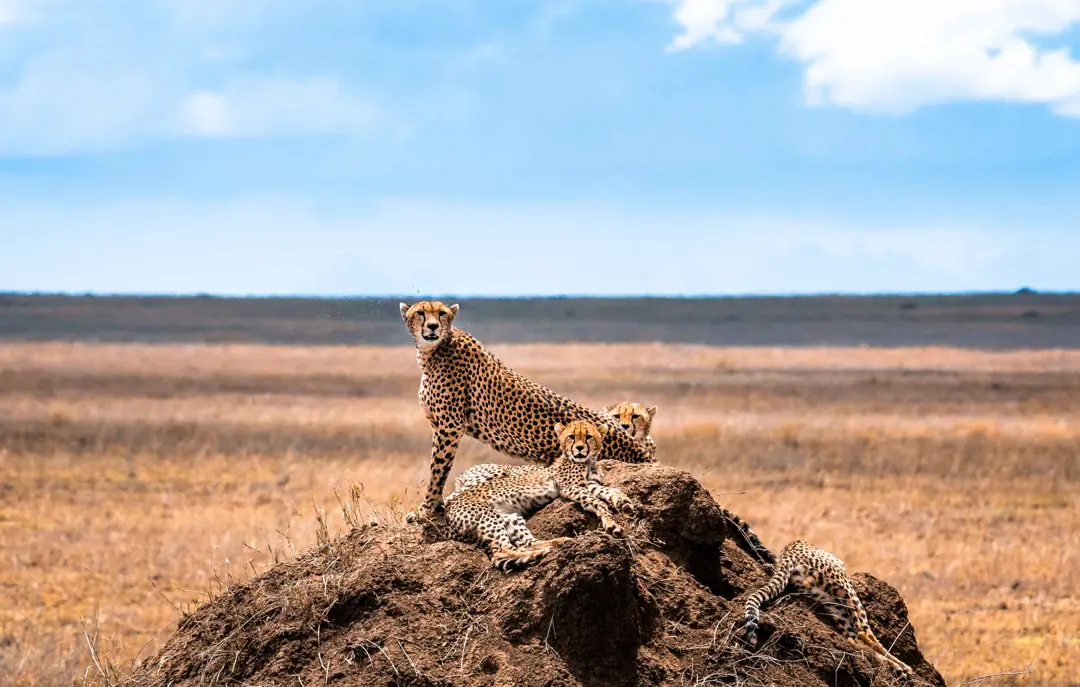 Geparder i Serengeti National Park i Tanzania