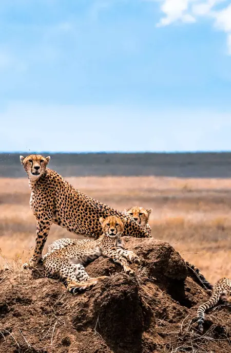 Geparder i Serengeti National Park i Tanzania
