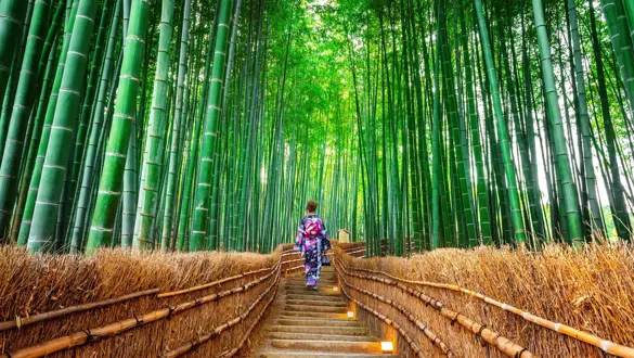 Kyoto Japan Bambusskov Japan