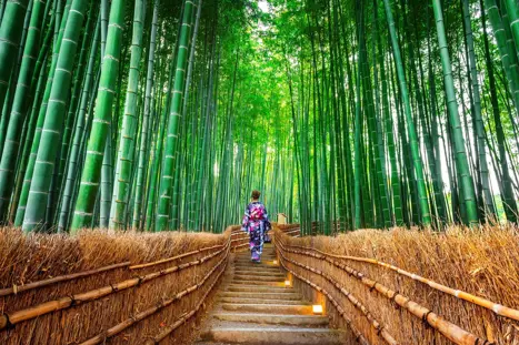 Kyoto Japan Bambusskov Japan