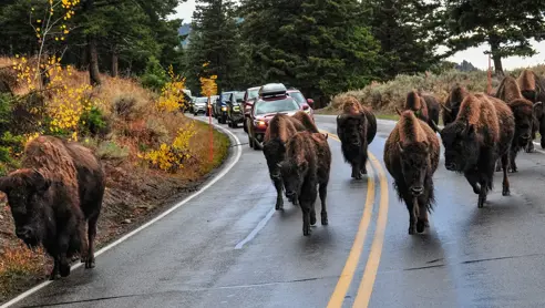 Kør-selv i Yellowstone National Park USA