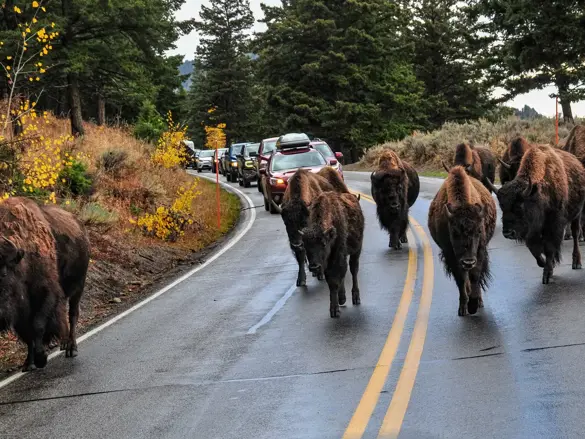 Kør-selv i Yellowstone National Park USA