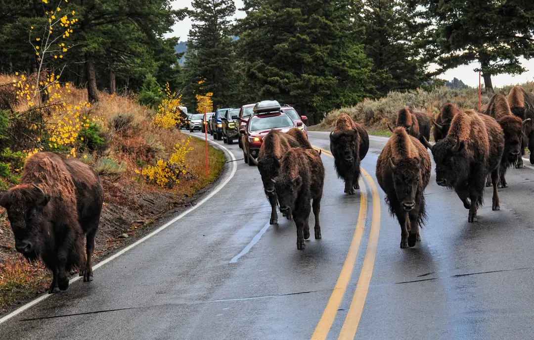 Kør-selv i Yellowstone National Park USA