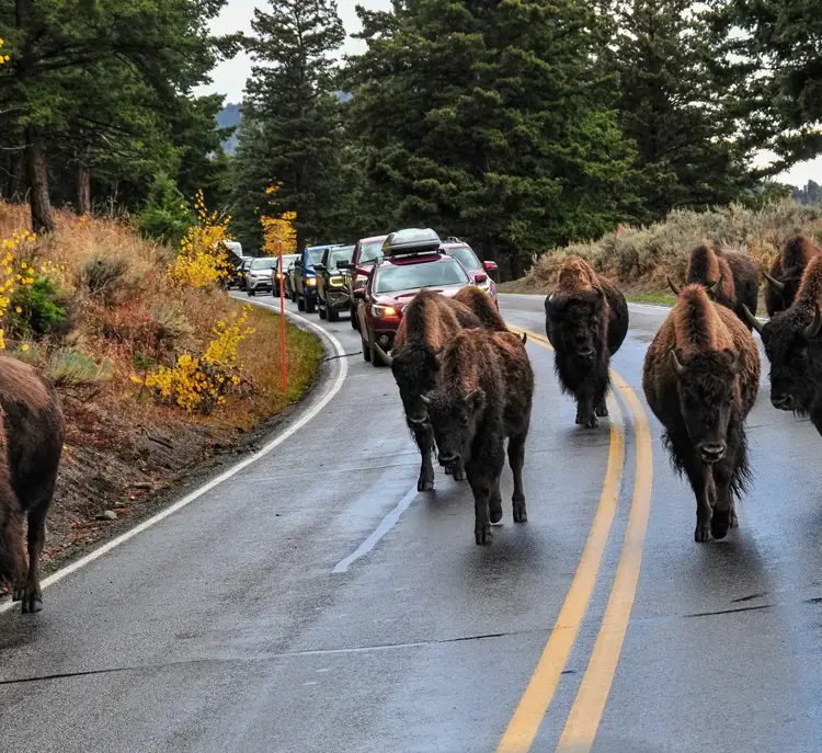Kør-selv i Yellowstone National Park USA