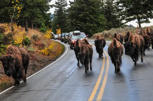 Kør-selv i Yellowstone National Park USA