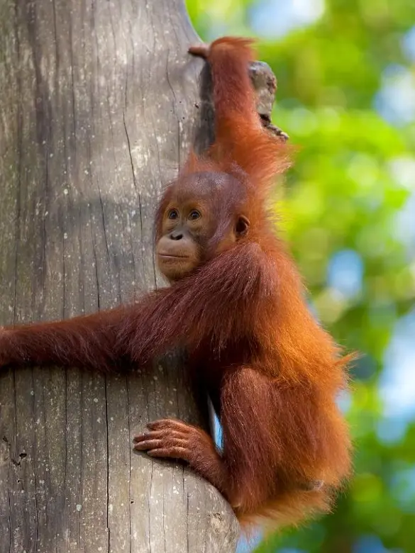 Borneo Abe (2)