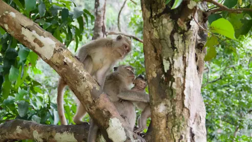 Dyreliv i Khao Sok National Park i Thailand