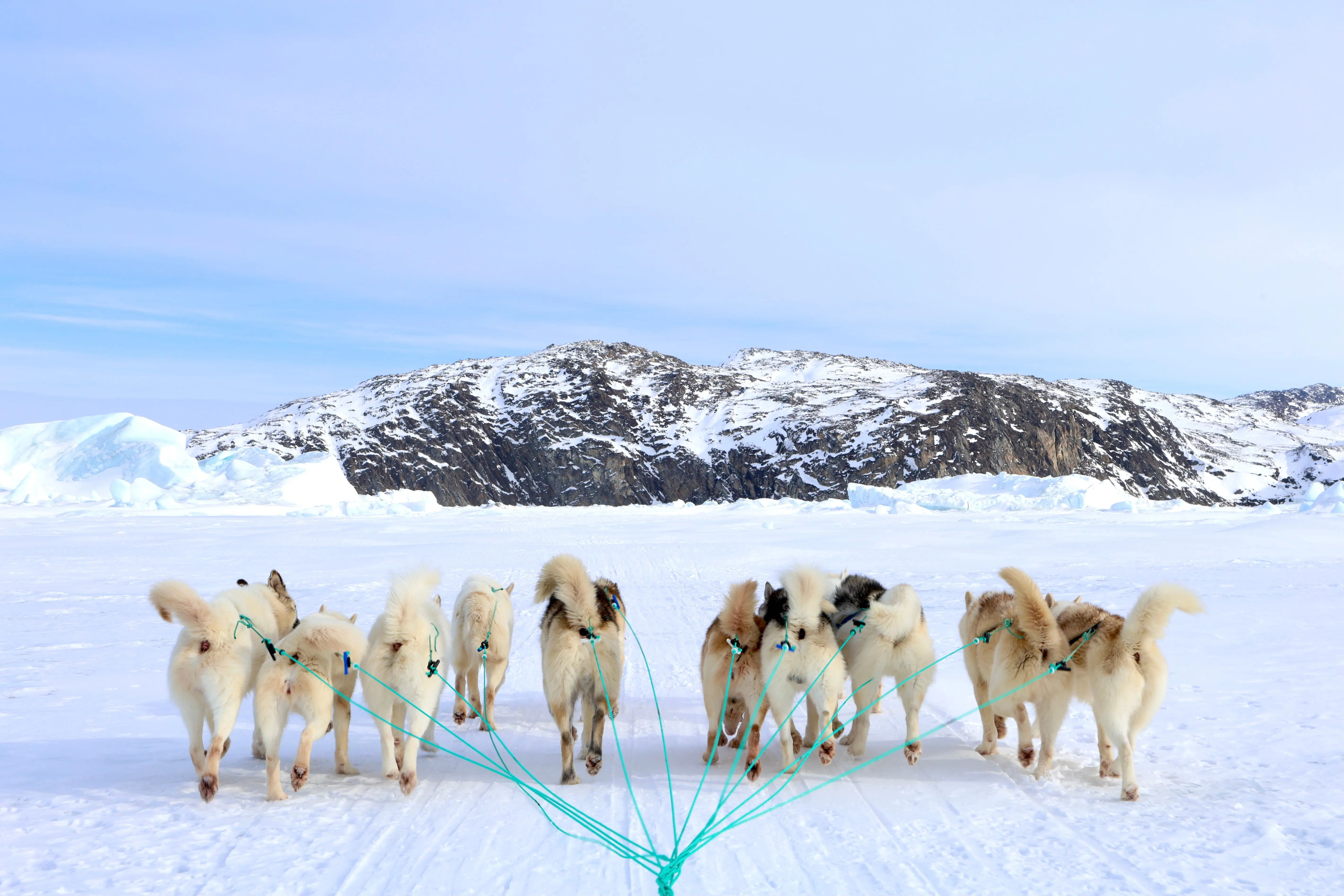 Hundeslædetur Ilulissat