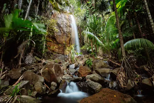 Vallée De Mai, Praslin 2
