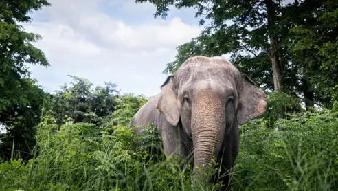 The Bush Camp Chiang Mai Elephant