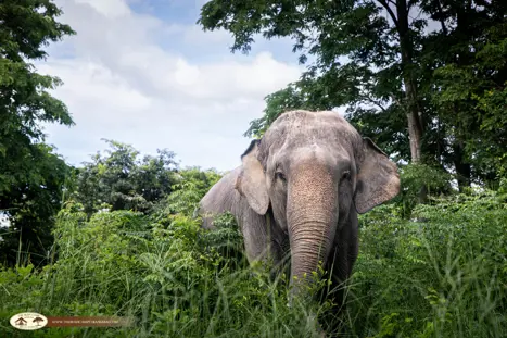 The Bush Camp Chiang Mai Elephant