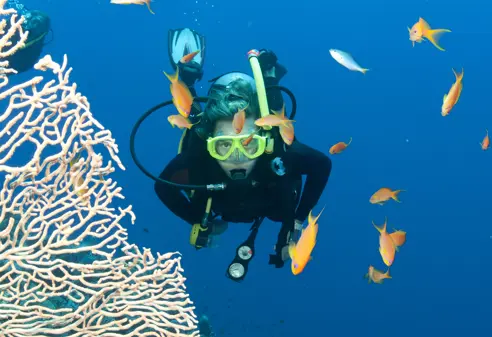Australien Reef Diving