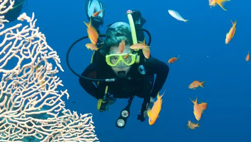 Australien Reef Diving