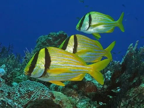 Cozumel, Mexico (3)