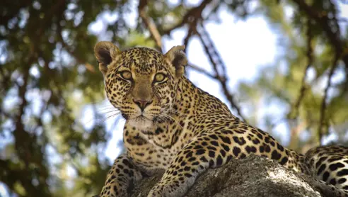 Leopard Serengeti