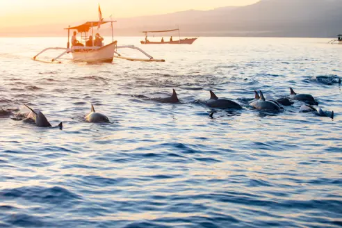 Bali Lovina Delfin